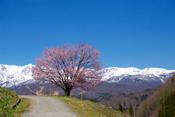 istock Landscape with Hakuba mountain range and cherry blossoms. 1322135528