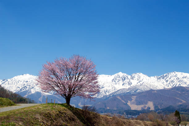 istock Landscape with Hakuba mountain range and cherry blossoms. 1322135558