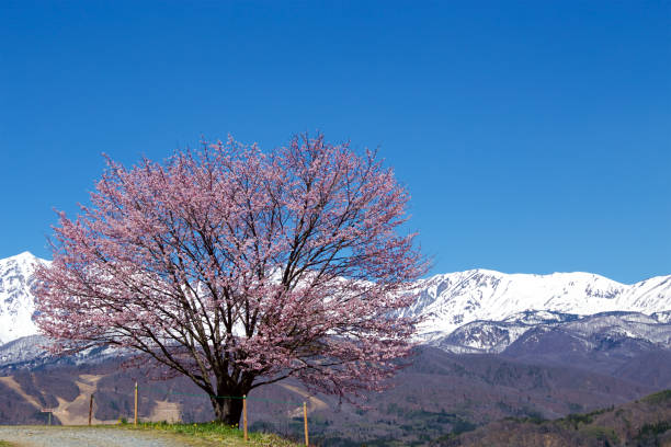 istock Landscape with Hakuba mountain range and cherry blossoms. 1322135567