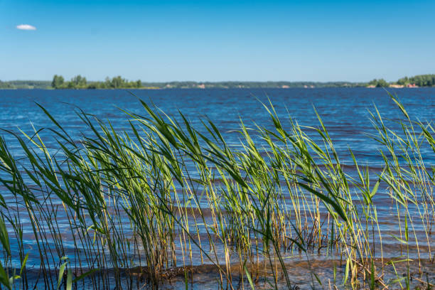 istock Cattail grows against the background of river landscape. 1322135831