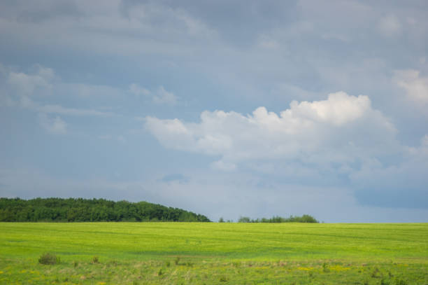 istock Field of wheat on sky background 1322136675