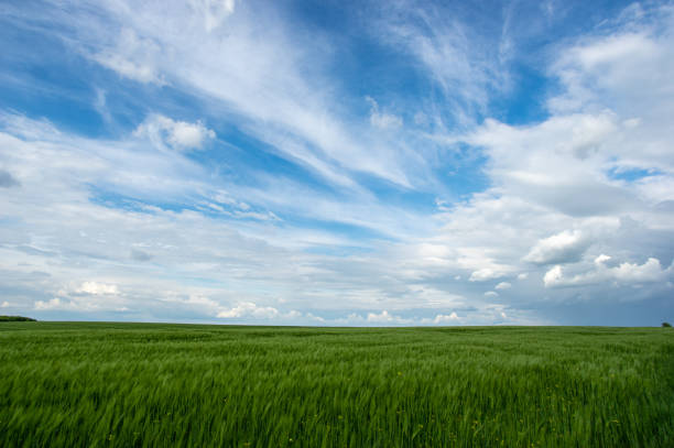 istock Summer landscape, wheat field on a summer day 1322136907