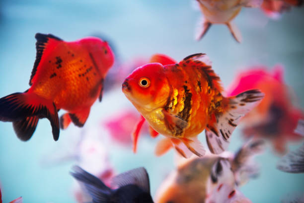 istock Beautiful goldfishes 1322137754
