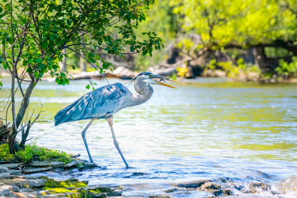 Great Blue Heron fishing in the Ottawa River on a sunny day with green foliage in the background