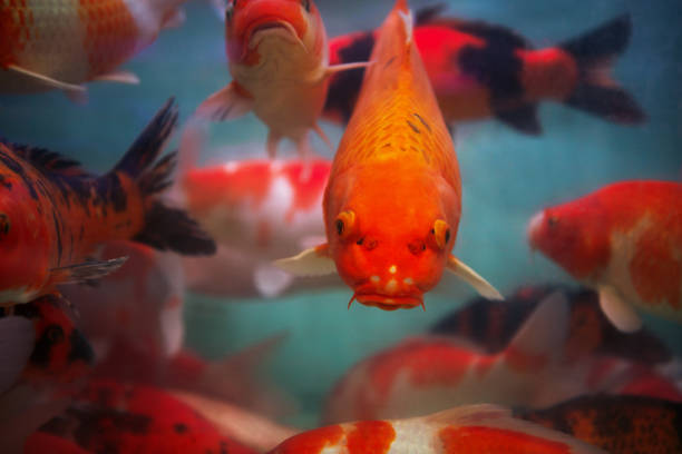 Two red and white goldfish Golden fish (Carassius auratus) swimming in a lake pond. Black and white background.