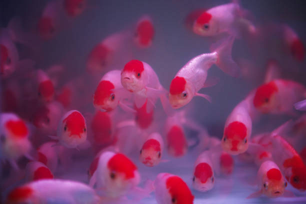istock Beautiful goldfishes 1322138223