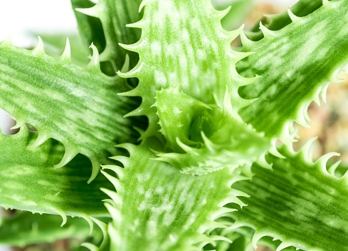Aloe succulent plant close-up, freshness leaves with thorn of Tiger Tooth Aloe
