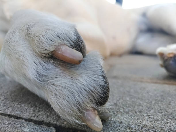istock the paw of a white dog 1322140401