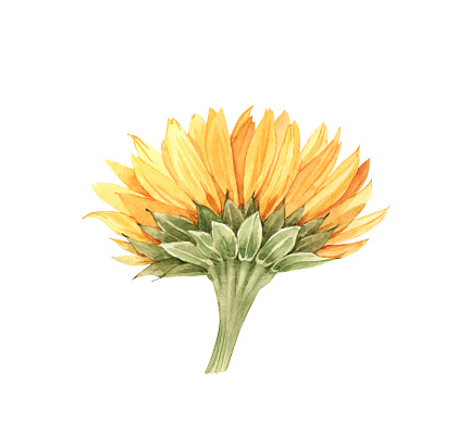 watercolor illustration of a large yellow sunflower flower on a white background, hand painted