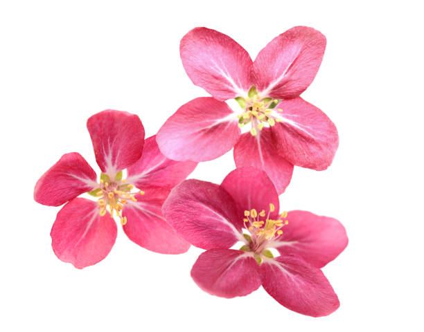 istock Beautiful dahlia flower branch,isolate white 1322141467