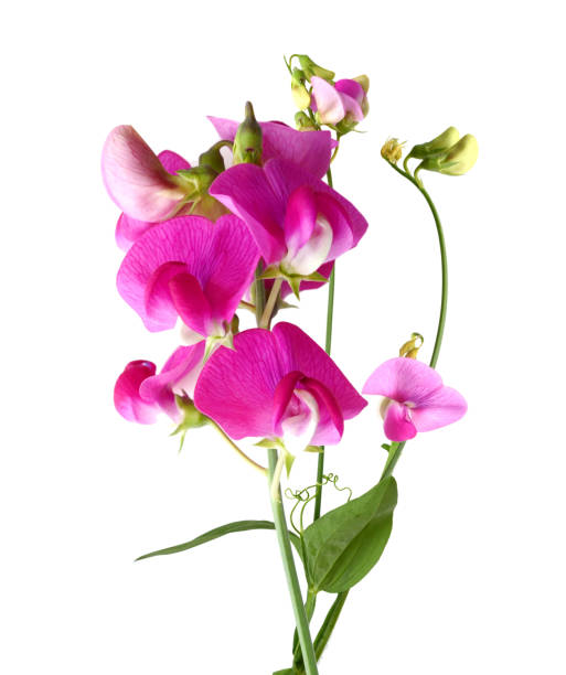 flower branch isolated: lathyrus flower stock photo