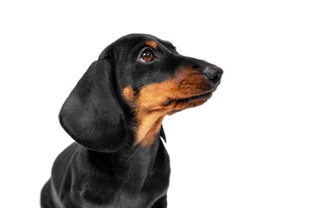 istock Dachshund puppy with long ear and brown eyes on white 1322141978