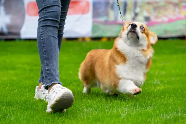 Lady trainer in jeans walks with funny little Pembroke Welsh Corgi on leash taking part in dog show in spring park closeup