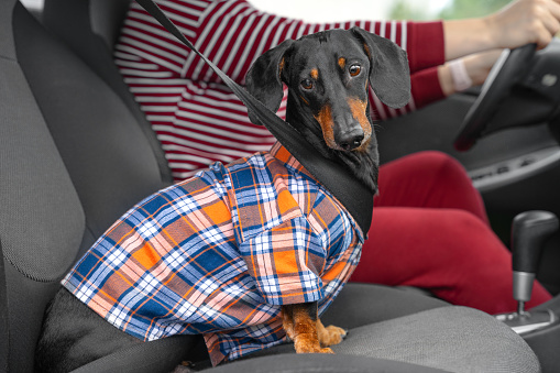 Black and tan Dachshund dog wearing colorful checkered shirt fastened with safety belt sits on chair near owner in car closeup