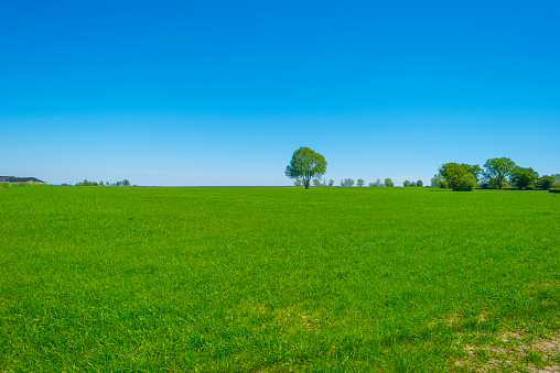 Fields and trees in a green hilly grassy landscape under a blue sky in sunlight in springtime, Voeren, Limburg, Belgium, June 2, 2021