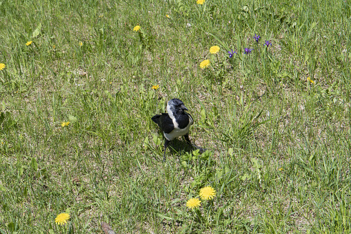 common jackdaw walks on the grass