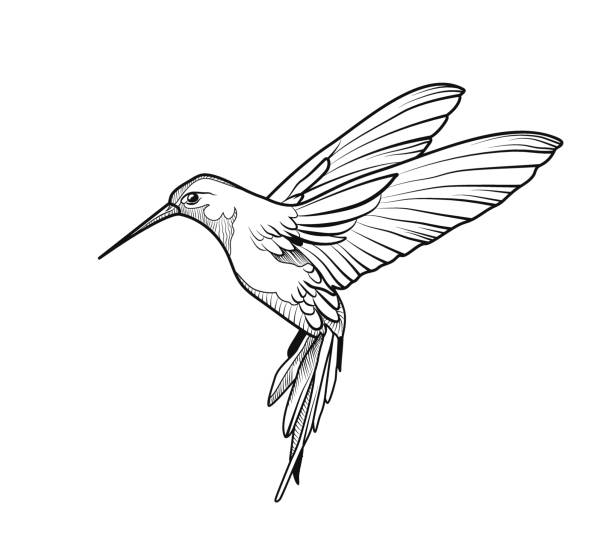 ilustraciones, imágenes clip art, dibujos animados e iconos de stock de colibrí, pájaro volando. - colibrí