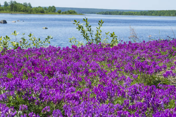istock astragalus blooms near the water 1322143303