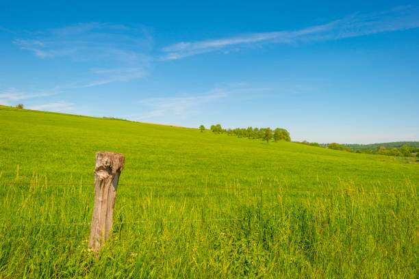 Fields and trees in a green hilly grassy landscape under a blue sky in sunlight in springtime, Voeren, Limburg, Belgium, June 2, 2021