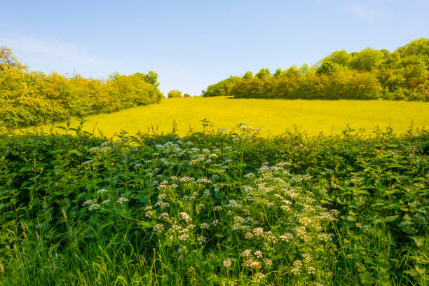 istock Fields and trees in a green hilly grassy landscape under a blue sky in sunlight in springtime 1322144068