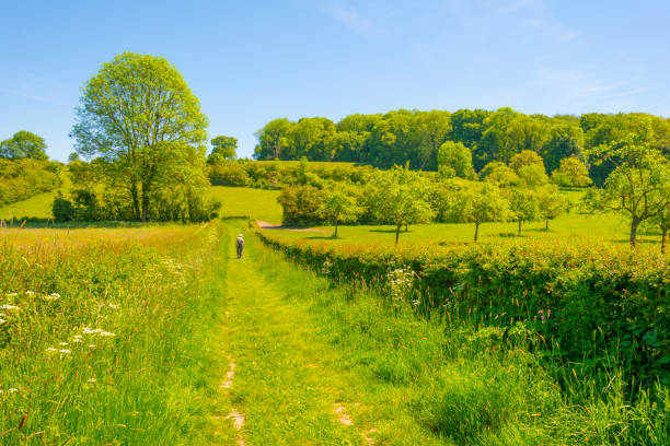 istock Fields and trees in a green hilly grassy landscape under a blue sky in sunlight in springtime 1322144144