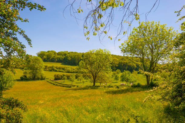 istock Fields and trees in a green hilly grassy landscape under a blue sky in sunlight in springtime 1322144159