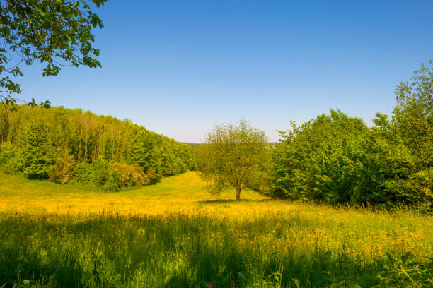 istock Fields and trees in a green hilly grassy landscape under a blue sky in sunlight in springtime 1322144198