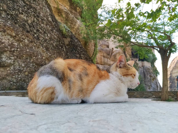 A cat sitting at the shadow