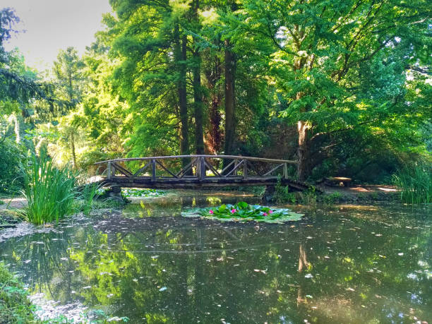 istock a wood bridge over a lake in the forest 1322144269