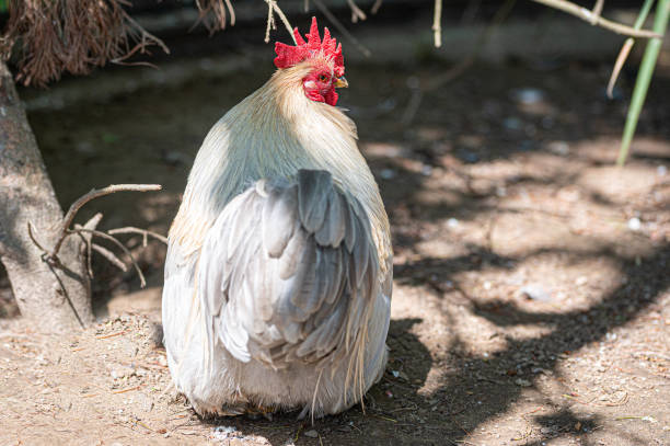 istock Male Lavender Pekin Bantam chicken 1322144644