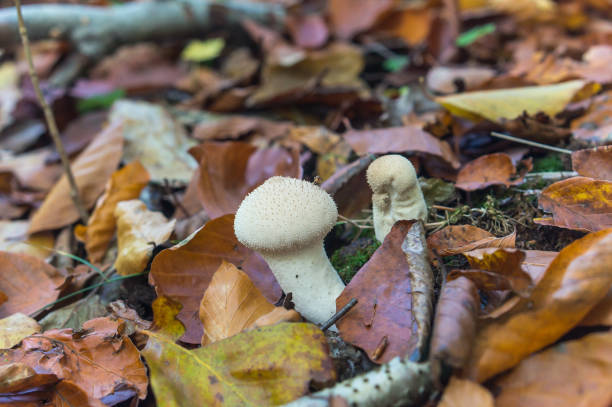 istock Lycoperdon mushroom. White mushroom. Autumn mushroom with thorns. 1322144645