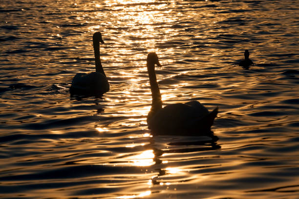 istock a pair of swans swimming at sunset 1322147142