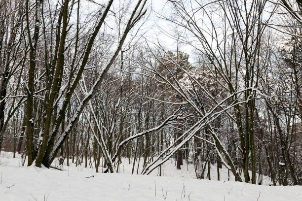istock bare deciduous trees in the snow in winter 1322147279