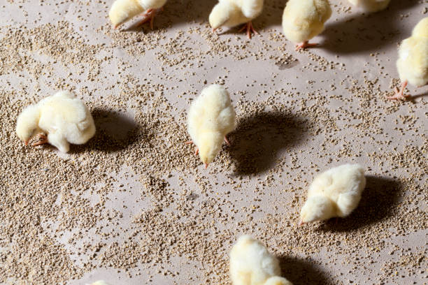 istock white meat chicken chicks at a poultry farm 1322147337