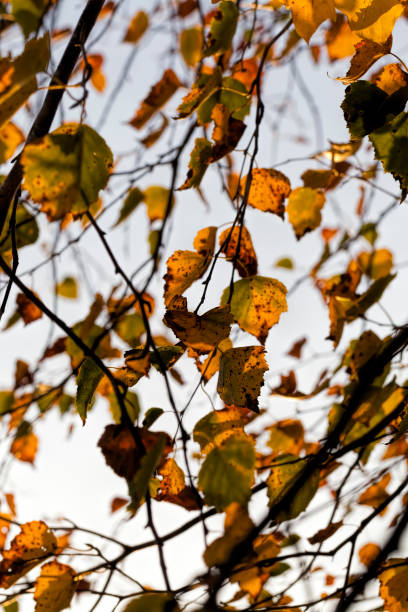 istock deciduous birch trees in the autumn season 1322147464