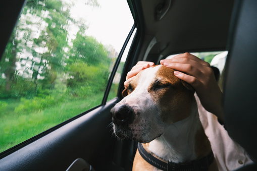 stressful car ride concept, covering dog's ears with hands, commuting or traveling with pets