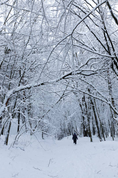 istock deciduous trees in winter, cold frosty winter weather 1322147503