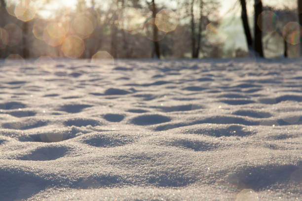 Sun through a tree on a snowy day