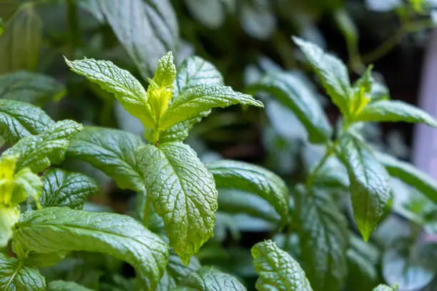 Fresh spearmint plant concept. Mentha spicata, garden, common, lamb, mackerel mint aromatic green plant healthy perennial herb essential oil for muscle pain tea for sore throat fumigant vitamins food.