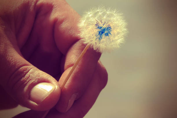 istock Man holds a small delicate white fluffy flower, dandelion, 1322147727