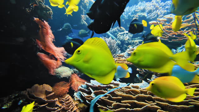 Colorful tropical fish on coral reef