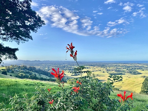 Horizontal landscape of lush green rural country hills to blue ocean horizon with red flowers and clear cloudy sky at St Helena lookout Byron Bay NSW Australia