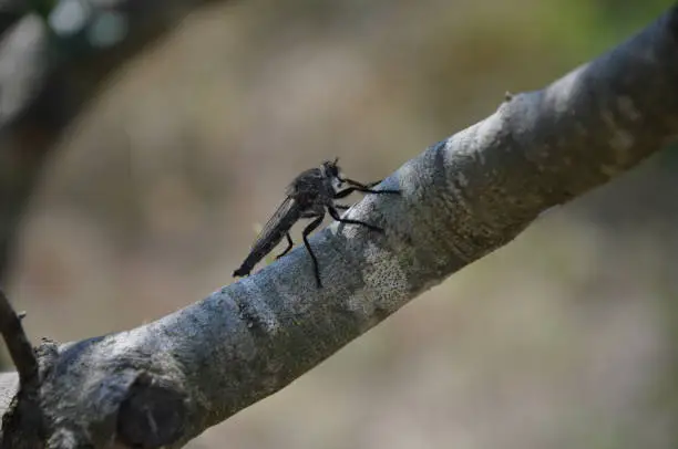Black Dragonfly with lovely delicate Wings standing on a branch of olive tree. dragonfly on a tree branch.
