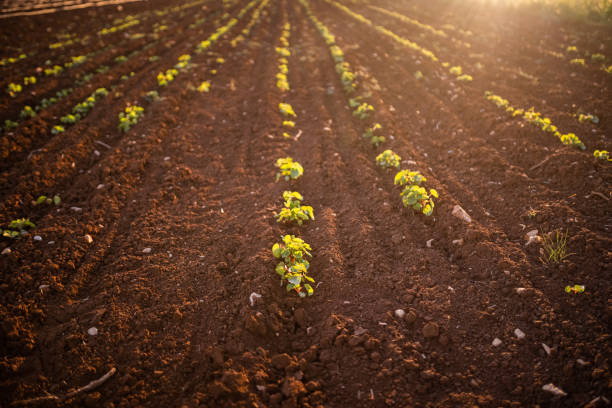 istock Plant of Okra 1322151266