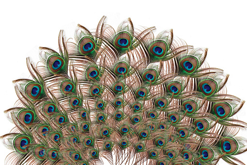 Peacock with fully fanned tail isolated on white background - Carnival Festive, banner