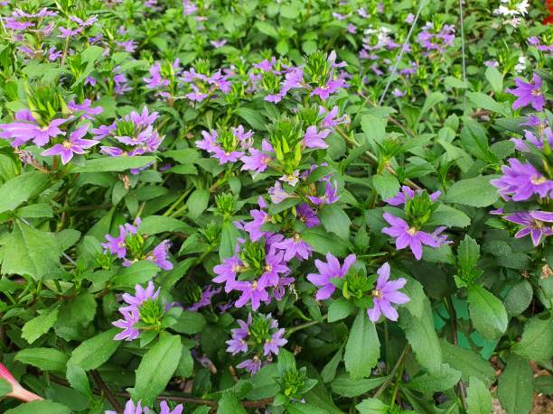 Lobelia chinensis Lour is native to China. is one of the herbs The petals spread out like a fan. lanceolate petals Used as a drug to reduce fever, diarrhea, intestinal inflammation, treat wound infect lobelia chinensis lour es originaria de china. es una de las hierbas los pétalos se extienden como un abanico. pétalos lanceolados utilizados como un medicamento para reducir la fiebre, diarrea, inflamación intestinal, tratar la herida infectar
