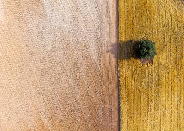 istock Aerial view of a lonely tree 1322151573