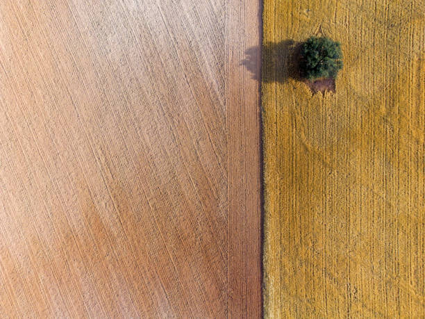 istock Aerial view of a lonely tree 1322151587