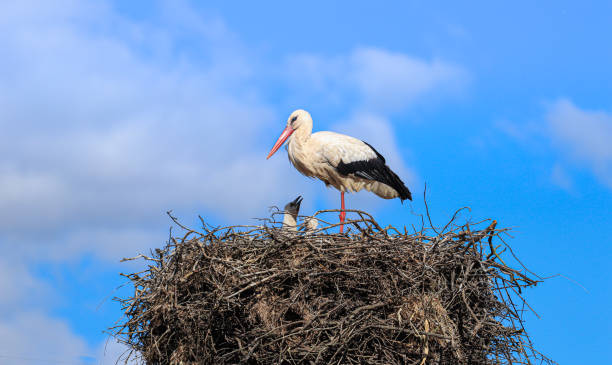 istock Stork in a nest with a baby on a spring day 1322151613