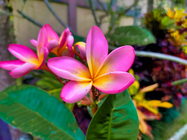 close-up of a beautiful Plumeria Flower in the garden